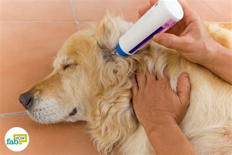 Get Rid of Ear Mites in Pets: 10 Home Remedies | Fab How