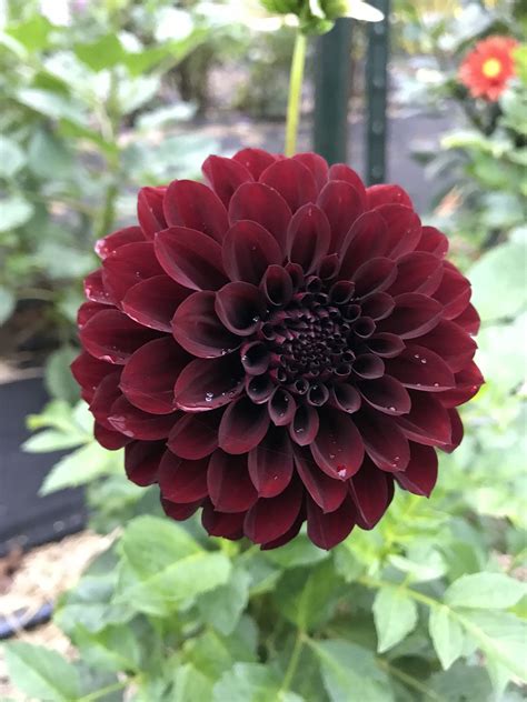 10 Black Dahlia Flower High-quality Seeds Fresh Garden Backyard - Etsy | Dahlia flower, Flower ...