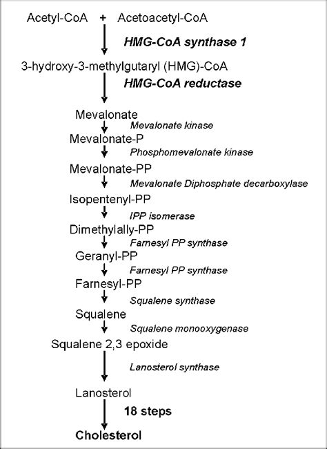 Localization of HMG-CoA synthase 1 and HMG-CoA reductase in the... | Download Scientific Diagram