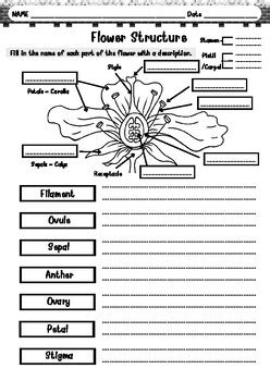 Flower Structure Worksheet - 1 page by Juthathip Yimsawat | TPT