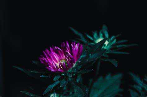 Wallpaper ID: 270617 / chrysanthemum 4k wallpaper free download