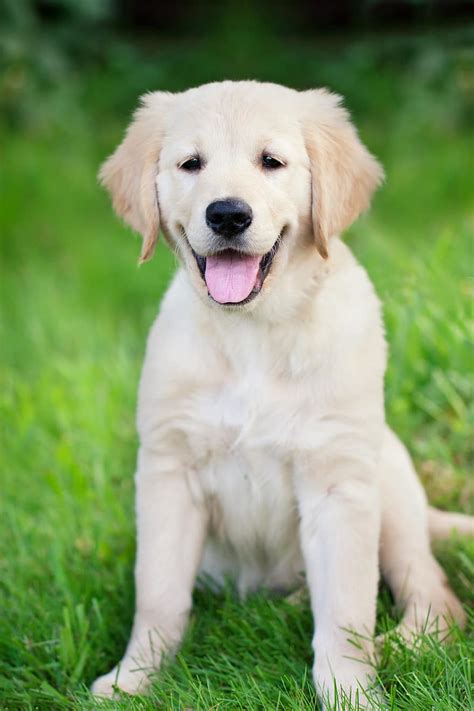 yellow lab, yellow labrador, golden labrador, labrador, labrador ...