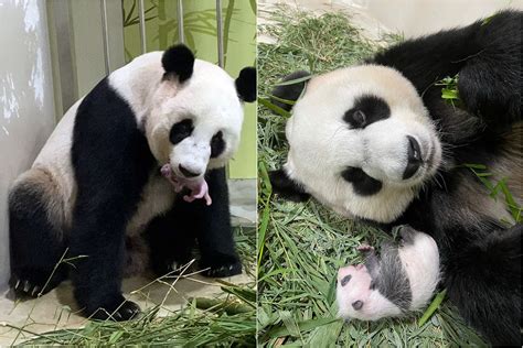 First giant panda cub born in S'pore is a boy; public can submit names ...