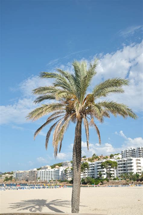 Santa Ponsa Beach, Mallorca