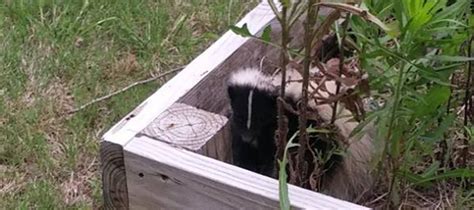 Where do skunks live?