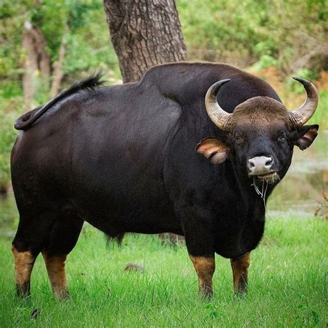 Gaur/Bos gaurus | Big animals, Animals beautiful, Animals wild