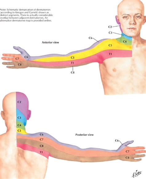 Dermatome distribution for the cervical spine - Netter | Muscle anatomy ...