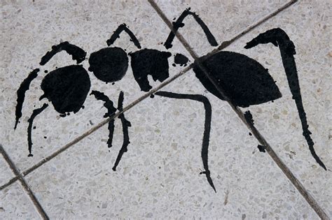 Ant Graffiti – Junagarh Media