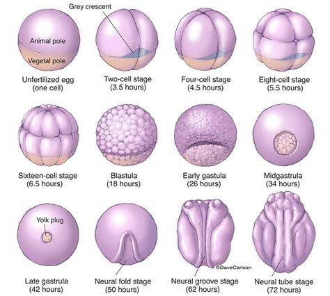 Stages of Embryonic Development - ZachariahknoeShelton