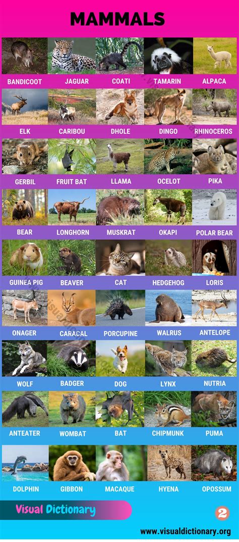 Mammals: Wonderful List of 175+ Names of Mammals with Pictures - Visual ...