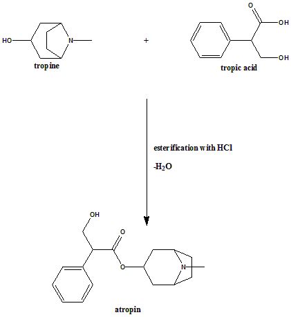 ATROPINE Synthesis, SAR, MCQ,Structure,Chemical Properties and Therapeutic Uses - Gpatindia ...