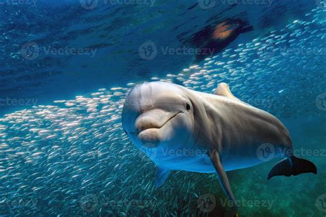 dolphin underwater on blue ocean background 12220353 Stock Photo at ...