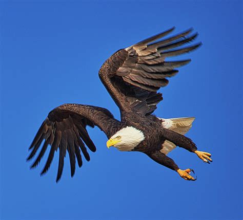 Bald Eagle