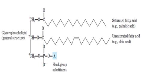 Biochemistry: Lipids