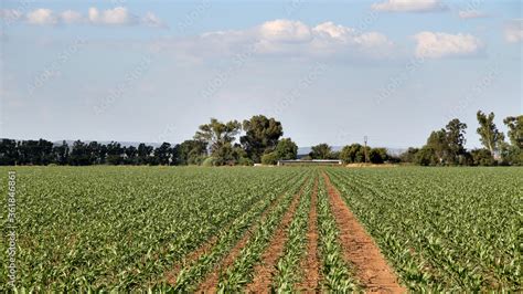 Maize farming in the North West of South Africa. Approximately 8,0 ...