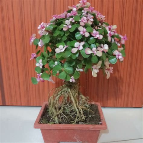 Bonsai - Jade Plant (Exposed Roots), Furniture & Home Living, Gardening ...