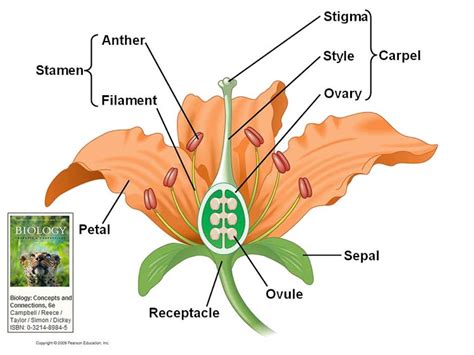 Flower Diagram With Labels