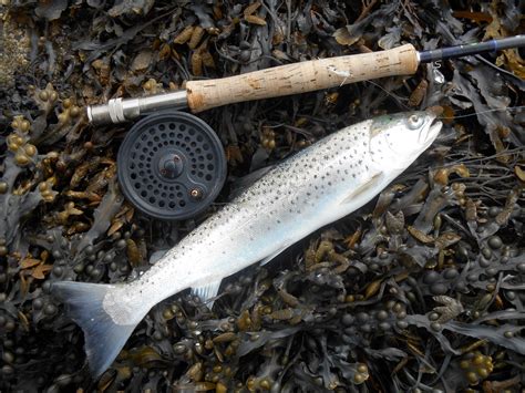 Foyle Trout & Salmon Flies: Irish Salt water Sea Trout fishing