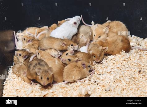 In cage breeding rodents, mice. Mouse is small mammal of rodent group ...