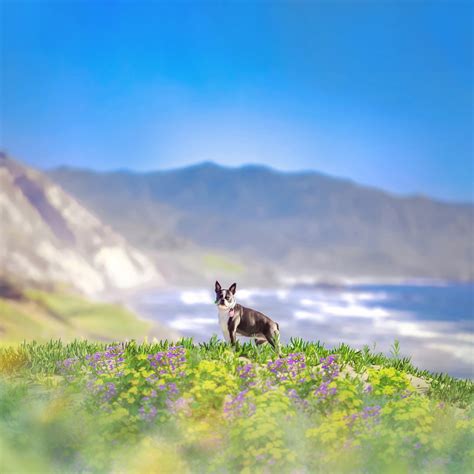 Dog friendly hiking trails in San Francisco — Petite Pokey