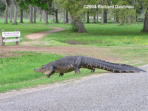 Alligators with Landmarks at Brazos Bend State Park