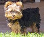 Yorkshire Terrier puppies for sale Australia. Yorkshire Terrier Puppies ...