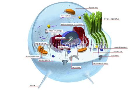 animal kingdom > simple organisms and echinoderms > animal cell image ...