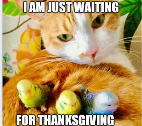 51+ Funniest Happy Thanksgiving Day Memes 2023