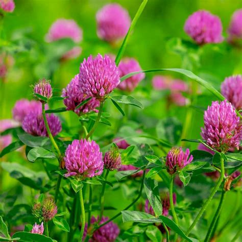 Edible weeds - Canada's Local Gardener magazine