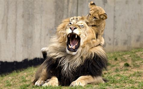 Lion and cub - Lions Photo (37839607) - Fanpop
