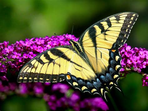 Eastern Tiger Swallowtail Photograph by Carolyn Derstine