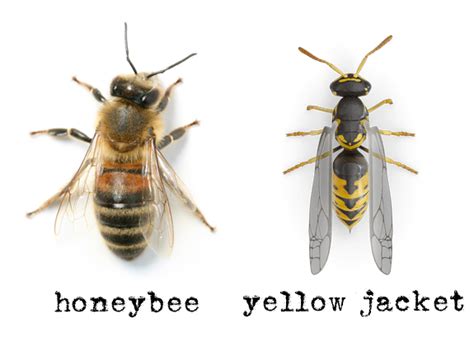 How to Identify Yellow Jackets and Protect from Being Stung - Pretty Handy Girl