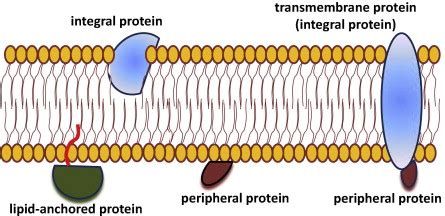 Lipid Anchored Proteins