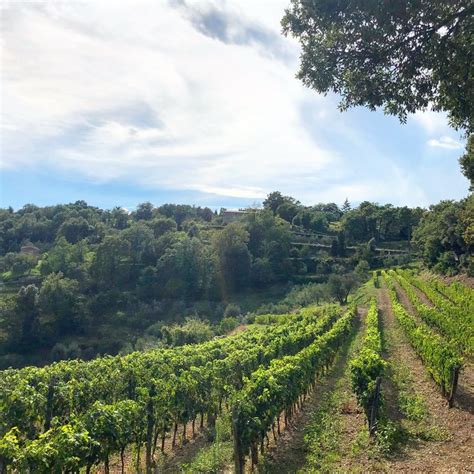 Driving through the vineyards of Montalcino #tuscandrivers #localtannins #montalcino | Wine tour ...