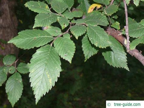 American Elm | Ulmus americana