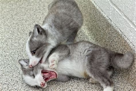 Arctic fox puppies playing | Cutest | Pinterest