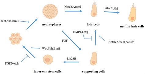 Frontiers | Research Progress on the Mechanism of Cochlear Hair Cell ...