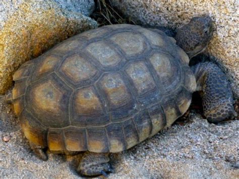 Tortoises In California - All Turtles