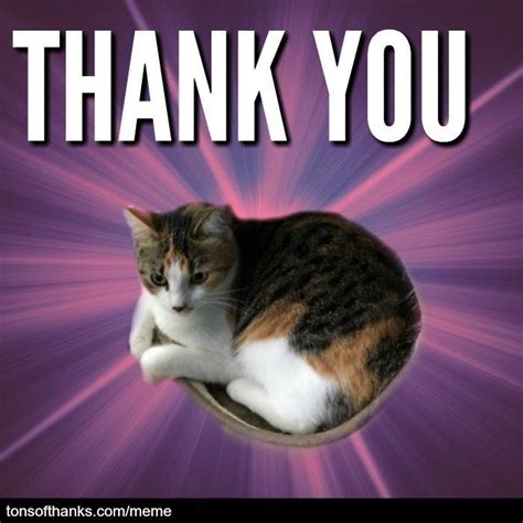 Thank You Meme Cat