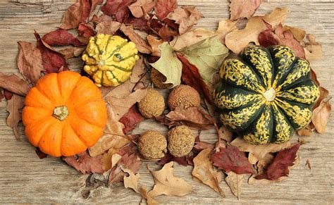 Fall Decor 4 Free Stock Photo - Public Domain Pictures