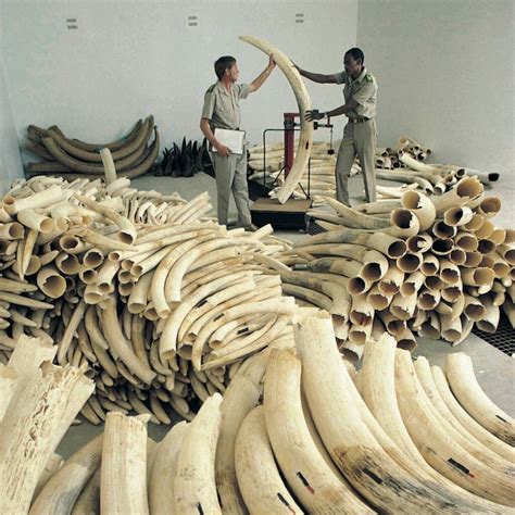 What Is the Illegal Wildlife Trade? - Wild Response