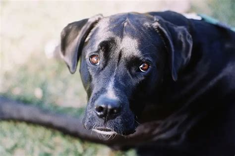 Boxador Care, Size, Lifespan & Temperament [Boxer Lab Mix] | Perfect Dog Breeds