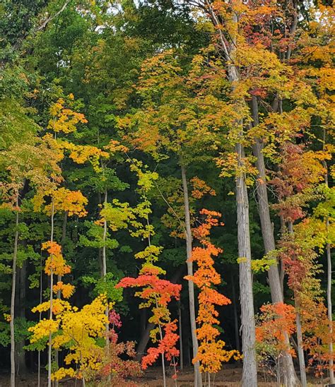 Fall in Ann Arbor, MI : r/Fall