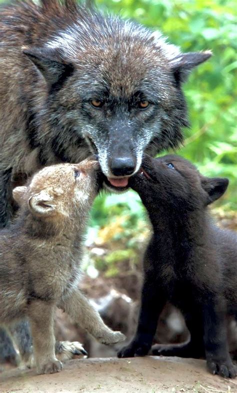 Mother wolf and her cubs : r/AnimalsBeingMoms