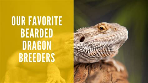 9 Best Bearded Dragon Breeders on the Market (Our Top Picks)