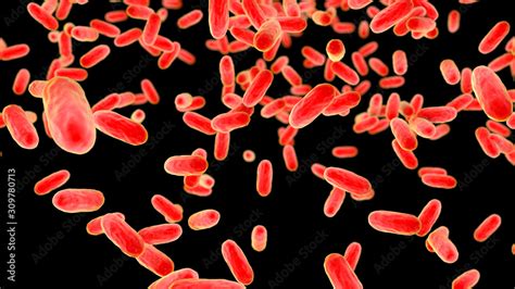 Bacteria Bordetella pertussis, 3D illustration. Gram-negative coccobacilli bacteria which cause ...