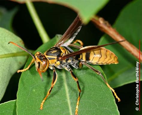 vespidae