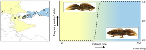 Hybrid zones: Current Biology