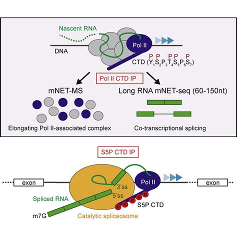 RNA Polymerase II Phosphorylated on CTD Serine 5 Interacts with the Spliceosome during Co ...