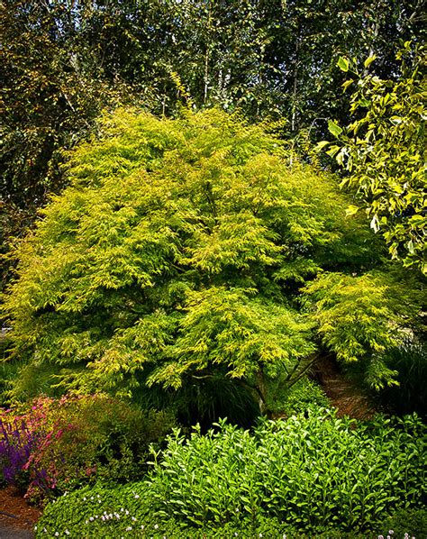 Seiryu Japanese Maple | Japanese maple tree, Japanese maple, Monrovia ...